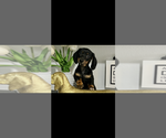 Image preview for Ad Listing. Nickname: AKC Cole
