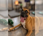 Small Photo #7 Boxer Puppy For Sale in  Katy, TX, USA