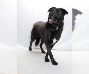 Labrador Retriever Dogs for adoption in Burbank, CA, USA