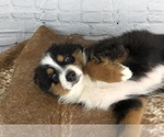 Small Photo #9 Miniature Australian Shepherd Puppy For Sale in COLLEGE STA, TX, USA
