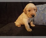 Small Photo #19 Golden Retriever Puppy For Sale in CLAREMORE, OK, USA