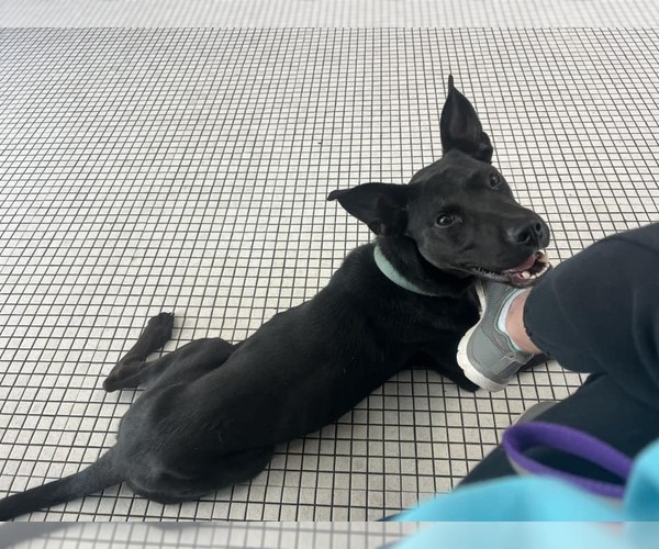 Medium Photo #2 Mutt Puppy For Sale in Jackson, MS, USA