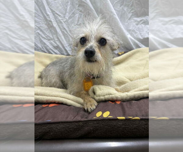 Medium Photo #2 Mutt Puppy For Sale in Mukwonago, WI, USA