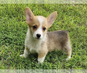 Pembroke Welsh Corgi Puppy for sale in CLARK, MO, USA