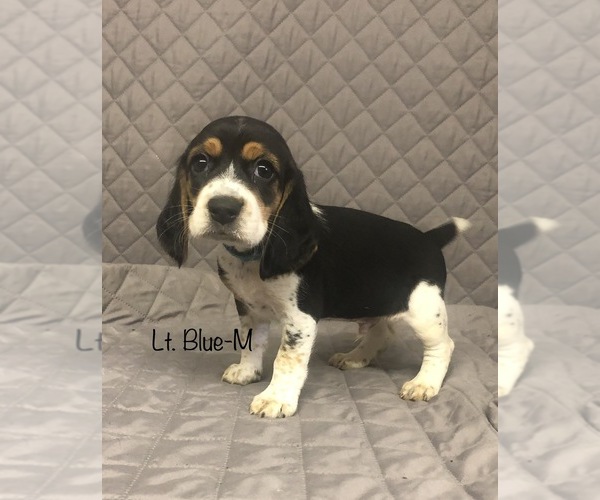 Medium Photo #4 Beagle Puppy For Sale in MUSTANG, OK, USA