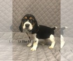 Small Photo #4 Beagle Puppy For Sale in MUSTANG, OK, USA