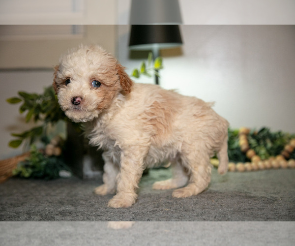 Medium Photo #3 Cavapoo (Miniature) Puppy For Sale in CAMDEN, MI, USA