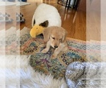 Small Photo #10 Golden Retriever Puppy For Sale in JERSEY CITY, NJ, USA