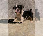 Small Photo #1 English Bulldog Puppy For Sale in REVERE, MA, USA