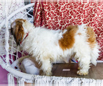 Small #6 Shih Tzu