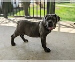 Small Photo #1 Cane Corso Puppy For Sale in KIRKWOOD, PA, USA