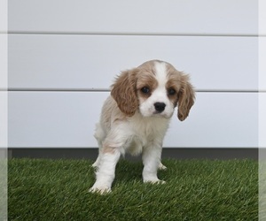 Cavalier King Charles Spaniel Puppy for sale in BALTIC, OH, USA