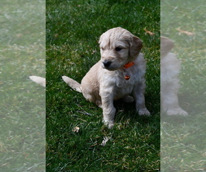 Goldendoodle Puppy for sale in EAGLE, ID, USA