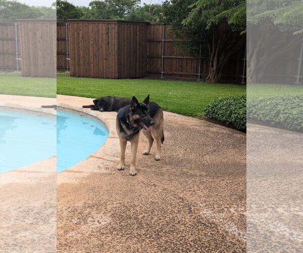 Medium Photo #2 German Shepherd Dog Puppy For Sale in Denton, TX, USA