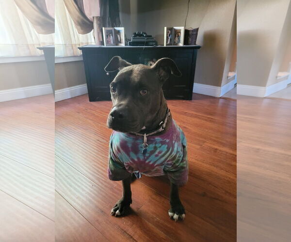 Medium Photo #1 American Pit Bull Terrier-Unknown Mix Puppy For Sale in Berkeley, CA, USA
