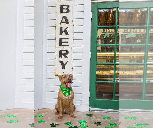 Medium Photo #2 Mutt Puppy For Sale in  Gainesville, FL, USA