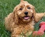 Puppy Puppy 5 Goldendoodle (Miniature)