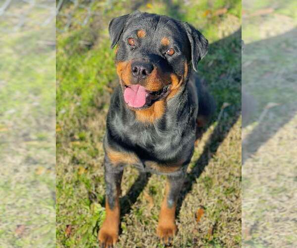 Medium Photo #4 Rottweiler Puppy For Sale in Hillsboro, NH, USA