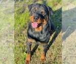 Small #3 Rottweiler
