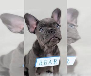French Bulldog Puppy for sale in BAKERSFIELD, CA, USA