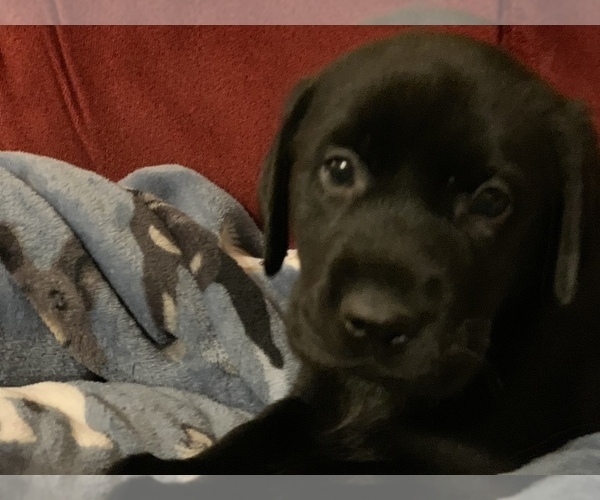 Medium Photo #22 Labrador Retriever Puppy For Sale in SPOTSYLVANIA, VA, USA