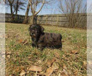 ShihPoo Puppy for sale in LE MARS, IA, USA