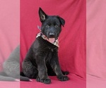 Small Photo #2 German Shepherd Dog Puppy For Sale in OXFORD, PA, USA