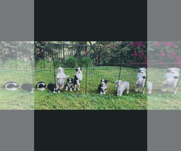 Medium Photo #1 Miniature Australian Shepherd Puppy For Sale in LA CANADA FLINTRIDGE, CA, USA