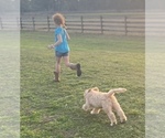Small #6 Labradoodle