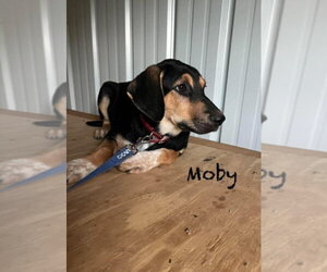 Moby Ralph - Male German Shepherd Dog-Unknown Mix Dog for Adoption
