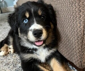 Bernese Mountain Dog-Siberian Husky Mix Puppy for sale in DAYTON, OH, USA