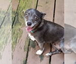 Small #1 Chihuahua Mix