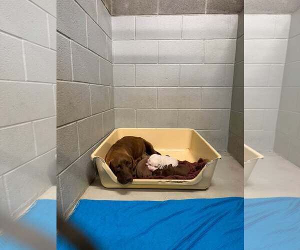 Medium Photo #4 Chocolate Labrador retriever-Unknown Mix Puppy For Sale in Holly Springs, NC, USA
