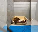Small Photo #4 Chocolate Labrador retriever-Unknown Mix Puppy For Sale in Holly Springs, NC, USA