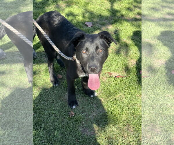 Medium Photo #4 Labrador Retriever-Unknown Mix Puppy For Sale in San Diego, CA, USA