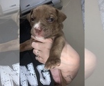 Puppy 9 American Staffordshire Terrier-Rottweiler Mix