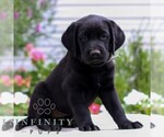 Small #2 Labrador Retriever