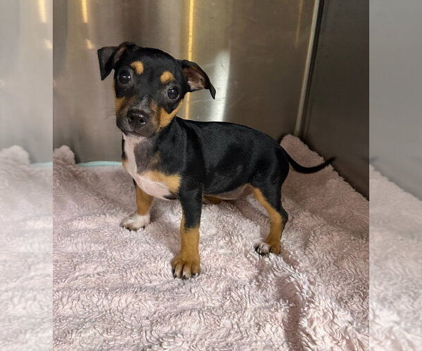 Medium Photo #9 Chihuahua-Unknown Mix Puppy For Sale in Oak Bluffs, MA, USA