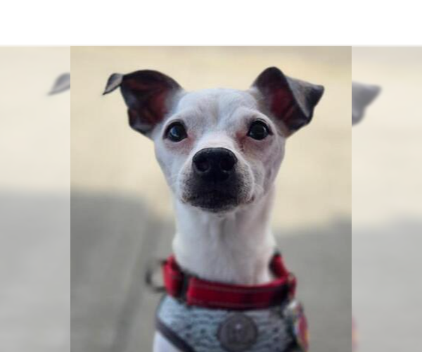 Medium Photo #5 Jack Chi Puppy For Sale in Caldwell, NJ, USA