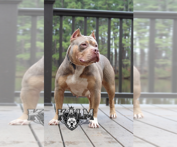 Medium Photo #1 American Bully Puppy For Sale in TENAHA, TX, USA