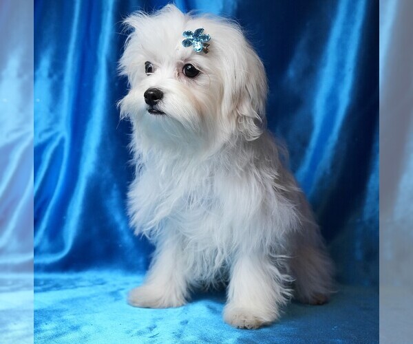 Medium Photo #5 Maltese Puppy For Sale in ROCK VALLEY, IA, USA