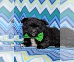 Small Photo #5 Chiranian Puppy For Sale in NEW FREEDOM, PA, USA