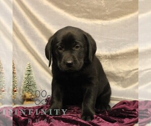 Labrador Retriever Puppy for sale in SHIPPENSBURG, PA, USA
