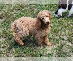 Poodle (Standard) Puppy for sale in AIKEN, SC, USA