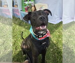 Alfie Boy - Male American Pit Bull Terrier-Unknown Mix Dog for Adoption - Small photo
