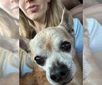 Small #6 Chihuahua