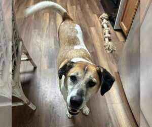 TREY - Male Mutt Dog for Adoption - Photo #6