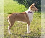 Small #1 Mutt