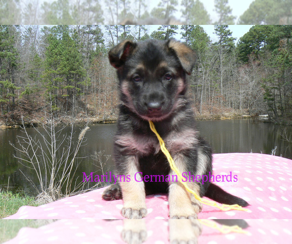 Medium Photo #6 German Shepherd Dog Puppy For Sale in PIEDMONT, MO, USA