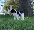 Small Photo #6 Poodle (Standard) Puppy For Sale in AUGSBURG, IL, USA
